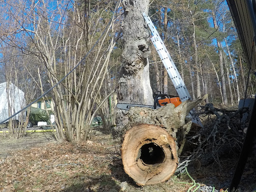 Kangaroo Felling, Tree Care, Pruning