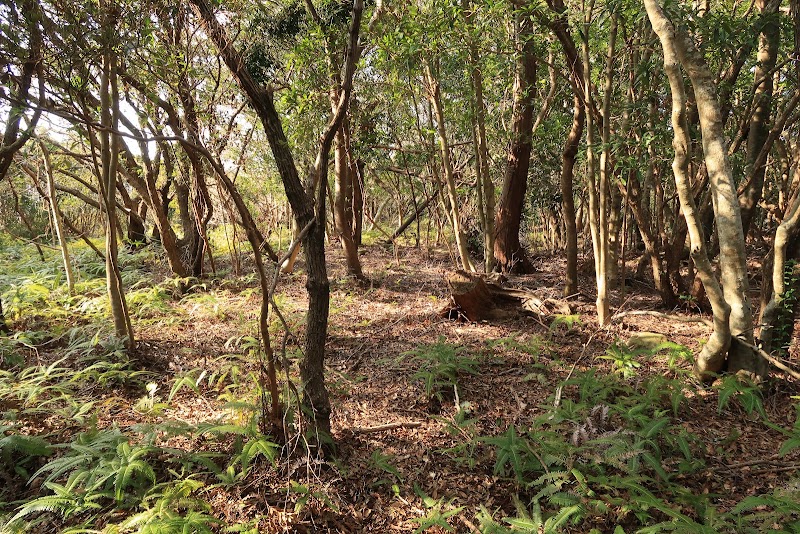 堅田要害山城跡