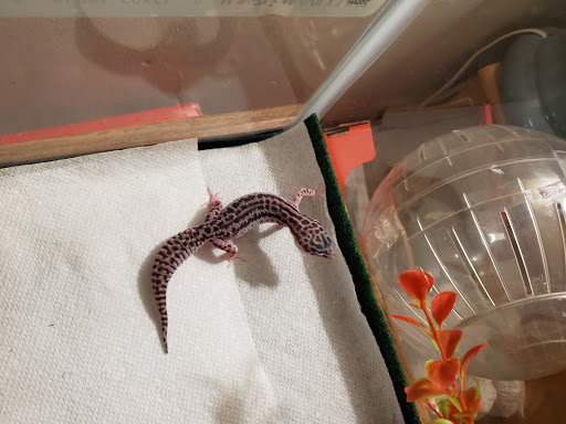 Pet Supply Store «Pet Supplies Plus», reviews and photos, 208 St James Ave, Goose Creek, SC 29445, USA