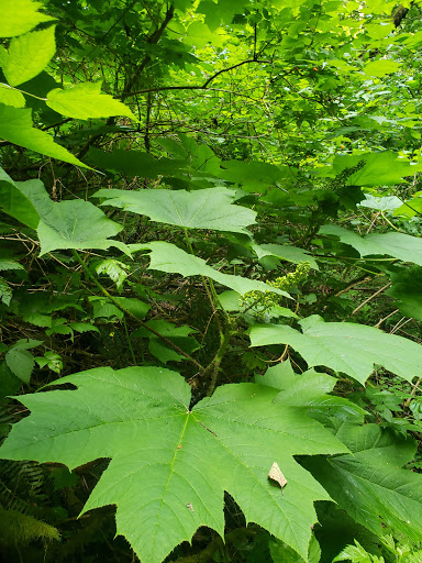 Park «Mill Creek Canyon Earthworks Park», reviews and photos, 100 Reiten Rd, Kent, WA 98030, USA