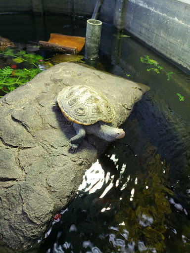 Reptile Store «LLLReptile & Supply Las Vegas», reviews and photos, 8450 W Sahara Ave #105, Las Vegas, NV 89117, USA