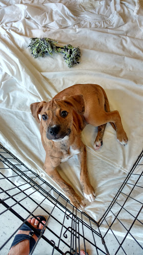 Pet Supply Store «PetSmart», reviews and photos, 2435 NW Federal Hwy, Stuart, FL 34994, USA