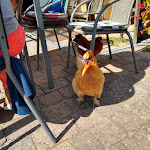 Photo n°4 de l'avis de Birgit.o fait le 01/09/2021 à 12:49 sur le  Die Bunte Kuh à Kargow