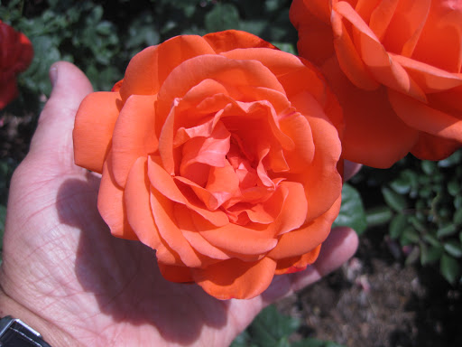 Hockey Rink «Giant Center», reviews and photos, 550 Hersheypark Dr, Hershey, PA 17033, USA