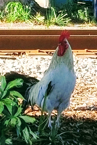 Museum «Ybor City State Museum», reviews and photos, 1818 E 9th Ave, Tampa, FL 33605, USA