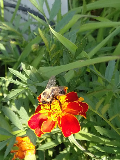 Park «Titus Sparrow Park», reviews and photos, 200 W Newton St, Boston, MA 02118, USA