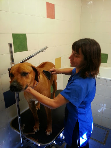 Centro Veterinario Bormujos I en Bormujos