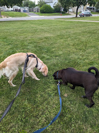 Dogs In Translation