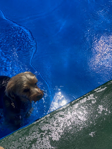 St. Marks Dog Resort image