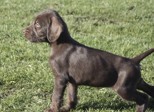 Shiloh Hills Pudelpointers