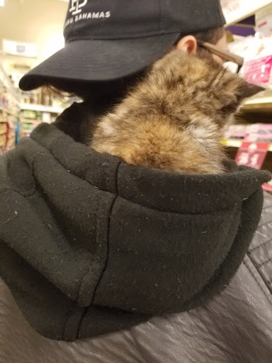 Pet Supply Store «PetSmart», reviews and photos, 2500 Posner Blvd, Davenport, FL 33837, USA