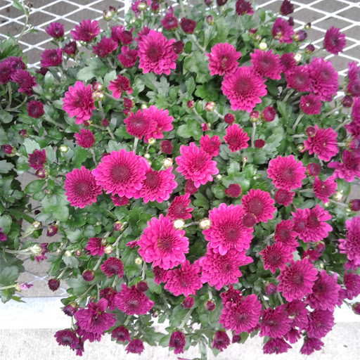 Home Improvement Store «The Home Depot», reviews and photos, 5410 Perkiomen Ave, Reading, PA 19606, USA