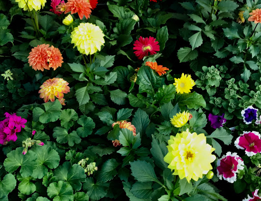 Grocery Store «Ingles Market», reviews and photos, 4920 Bill Gardner Pkwy, Locust Grove, GA 30248, USA