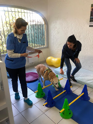 Okivét - Clinique Vétérinaire Montpellier Millénaire à Montpellier