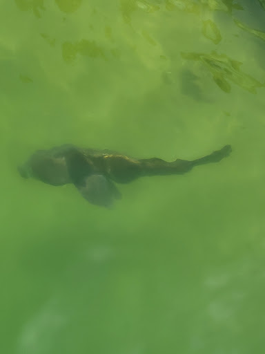 Sightseeing Tour Agency «Southern Star Dolphin Cruises», reviews and photos, 100 Harbor Blvd, Destin, FL 32541, USA