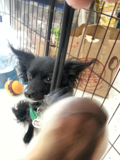 Petco Dog Training image