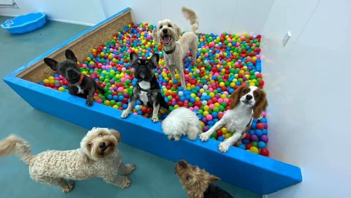 Rachel's Dog Club: Dog Daycare Manchester