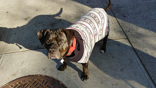 Pet Supply Store «Unleashed by Petco», reviews and photos, 81 7th Ave, Brooklyn, NY 11217, USA