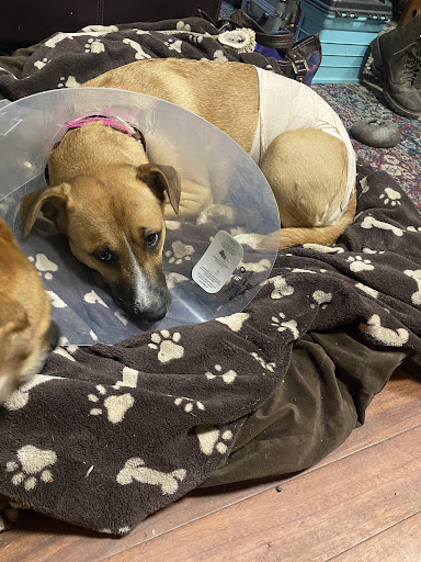 Dayton Veterinary Clinic