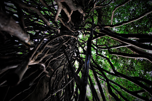 Zoo «Lied Jungle», reviews and photos, 916 D St, Omaha, NE 68107, USA