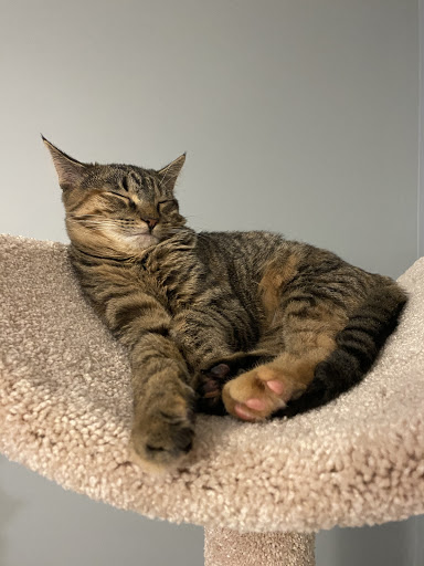 Pet Supply Store «PetSmart», reviews and photos, 14025 SW 88th St, Miami, FL 33186, USA