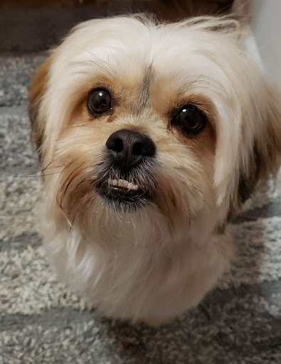 Pet Supply Store «PetSmart», reviews and photos, 1196 W Olive Ave, Merced, CA 95348, USA