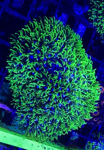 Tropical Fish Store «South Seas Aquatics Inc.», reviews and photos, 5440 Babcock Rd A133, San Antonio, TX 78240, USA