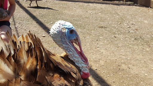 Zoo «Bailiwick Animal Park and Riding Stables», reviews and photos, 118 Castle Rd, Catskill, NY 12414, USA