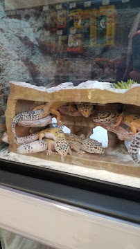 Petco - Photo 6 - Car repair in Orange, CA, Anaheim