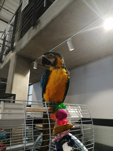 Places to buy birds in Johannesburg