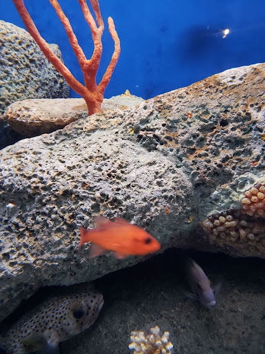 Parking Garage «SC Aquarium Garage», reviews and photos, 24 Calhoun St, Charleston, SC 29401, USA