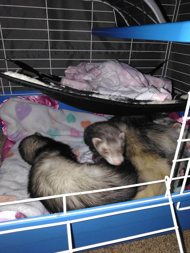 Pet Supply Store «Petco Animal Supplies», reviews and photos, 15660 SW Pacific Hwy, Tigard, OR 97224, USA