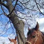Photo n°1 de l'avis de Lars.e fait le 03/05/2024 à 09:33 sur le  Restaurant Gröner Hof à Kerpen