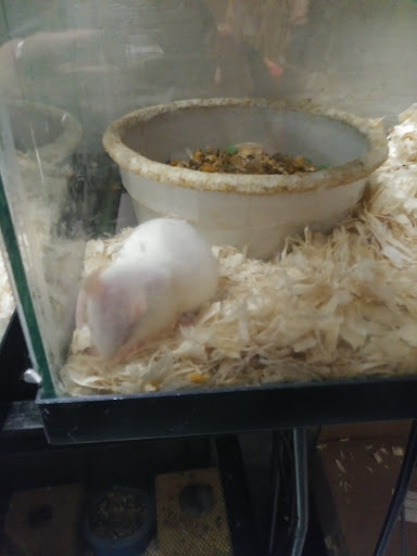 Tropical Fish Store «Petland Discounts - Ridgewood», reviews and photos, 55-52 Myrtle Ave, Queens, NY 11385, USA