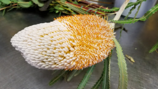 Event Planner «Beautiful Blooms Events», reviews and photos, 1016 New Market St, Philadelphia, PA 19123, USA