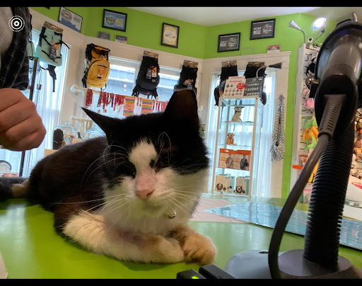 Pet Store «The Pet Set - Midtown», reviews and photos, 976 Piedmont Ave NE, Atlanta, GA 30309, USA