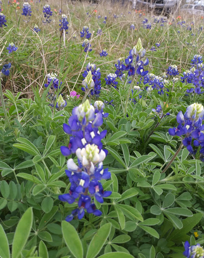 Botanical Garden «Zilker Botanical Garden», reviews and photos, 2220 Barton Springs Rd, Austin, TX 78746, USA