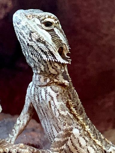 Pet Supply Store «Petco Animal Supplies», reviews and photos, 3055 N President George Bush Hwy, Garland, TX 75040, USA