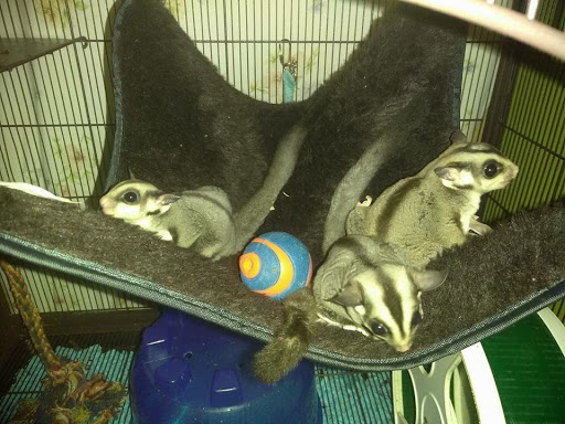 Reptile Store «Pets & Things», reviews and photos, 44825 Van Dyke, Utica, MI 48317, USA