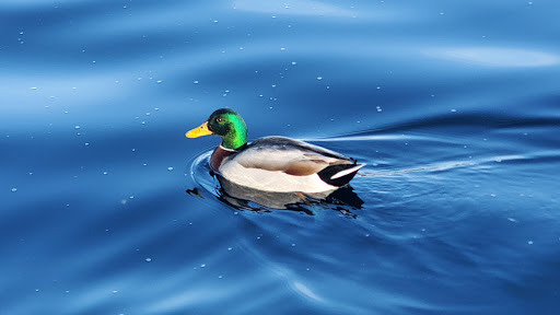 Park «Don Knabe Community Regional Park», reviews and photos, 19700 Bloomfield Ave, Cerritos, CA 90703, USA