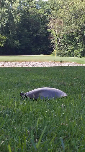 Golf Course «Indian Lake Hills Golf Course», reviews and photos, 55321 Brush Lake Rd, Eau Claire, MI 49111, USA