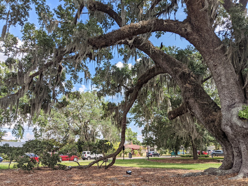 Big Tree Park