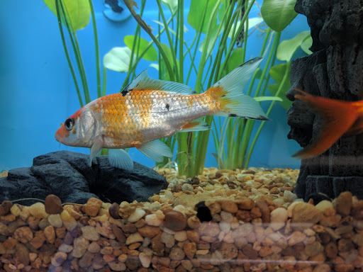 Pet Supply Store «Pet Supermarket», reviews and photos, 268 Grande Heights Dr, Cary, NC 27513, USA