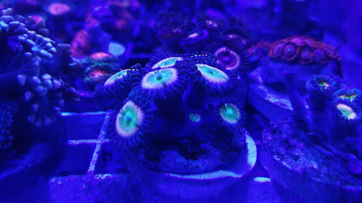 Tropical Fish Store «Aquatic Obsessions», reviews and photos, 1150 St George Ave, Avenel, NJ 07001, USA