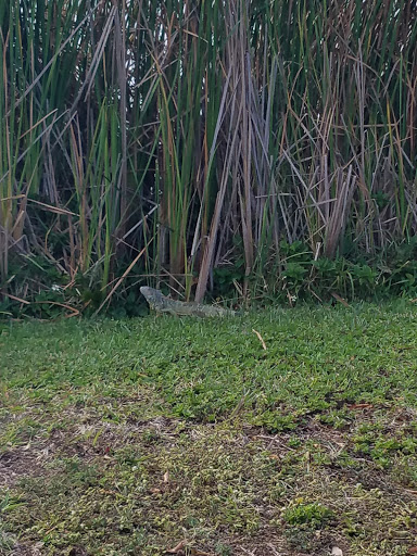 Park «Royal Palm Park», reviews and photos, 1701 NW 38th St, Oakland Park, FL 33309, USA