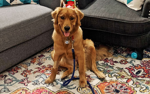 Pet Supply Store «J & J Dog Supplies», reviews and photos, 975 Ford St, Colorado Springs, CO 80915, USA