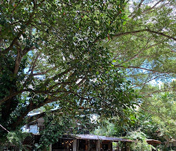 Something Rice Workshop & Cafe’ photo