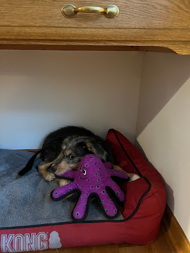 Pet Supply Store «Chuck & Don’s Pet Food & Supplies», reviews and photos, 8115 Wedgewood Ln N #1, Maple Grove, MN 55369, USA