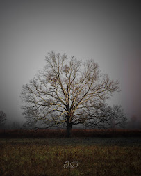 Oh Shoot Photography - Photo 5 - Car repair in Fort Pierce, FL, Port St. Lucie