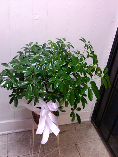 Florist «Flowers by Monica», reviews and photos, 9210 Homestead Rd a, Houston, TX 77016, USA